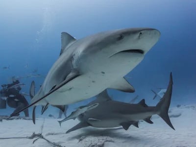DeepDiveMexico zeigt dir die faszinierenden Bullenhaie Mexiko hautnah