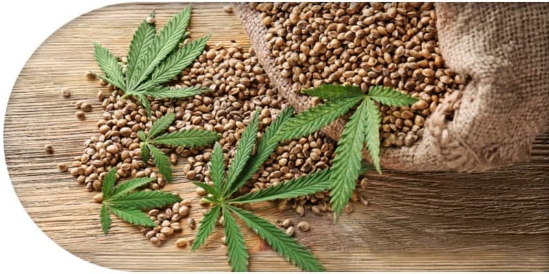 Entdecken Sie die Kunst des biologischen Anbaus: Kaufen Sie Cannabissamen für natürliche Pracht