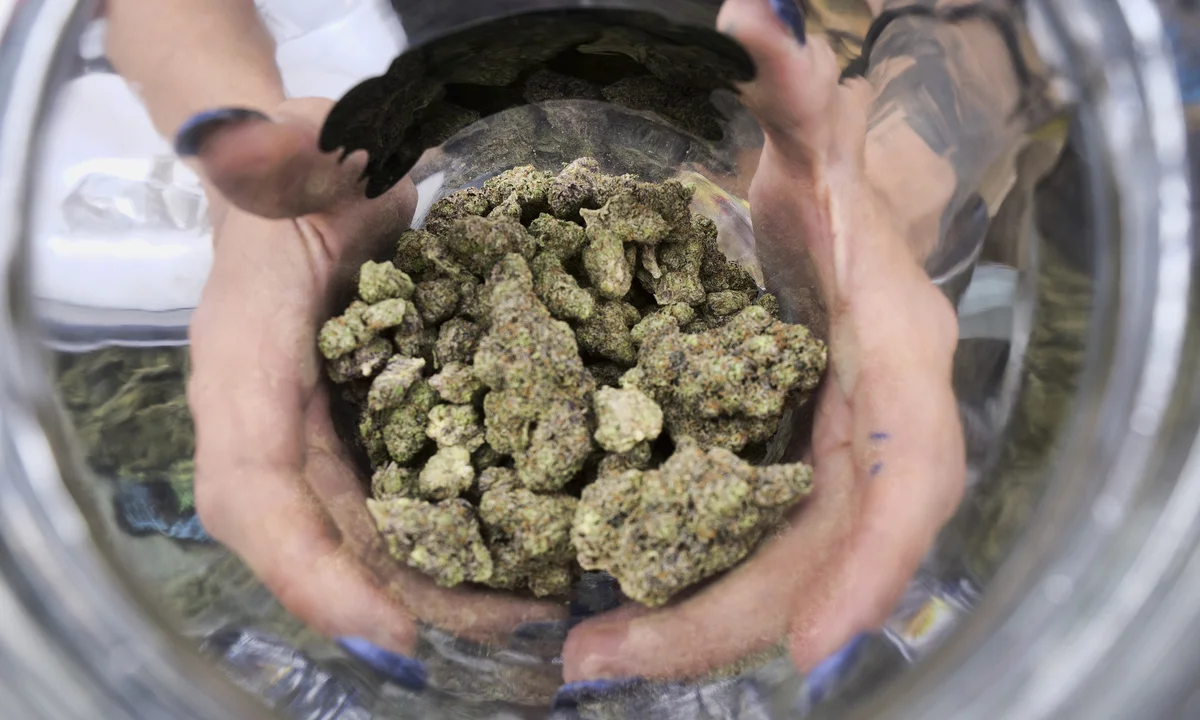 Das Beste vom Markt sichern – Cannabis Samen bestellen für Kenner