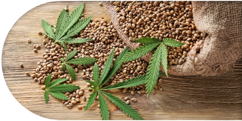 Entdecken Sie die Kunst des biologischen Anbaus: Kaufen Sie Cannabissamen für natürliche Pracht