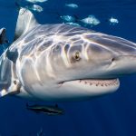 Wie Headhunter IT IT-Spezialisten für wachsende Unternehmen gewinnen